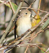 Red-breasted Flycatcher