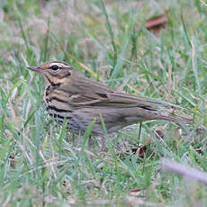 Pipit à dos olive