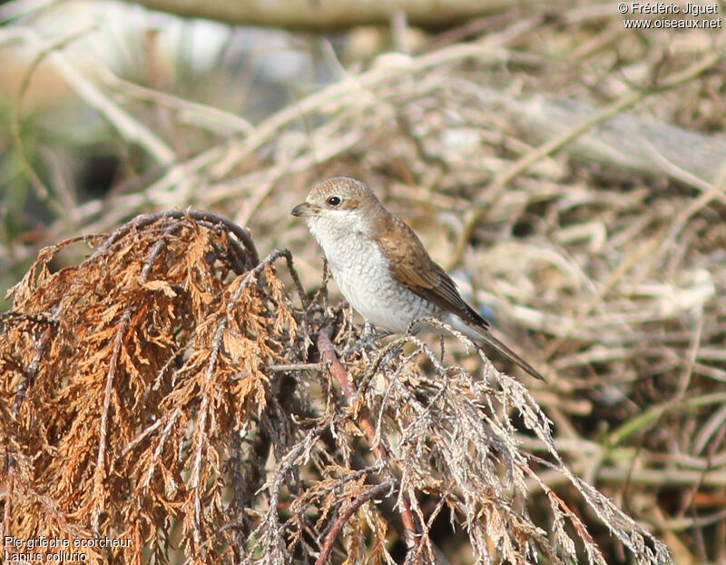 Red-backed Shrike