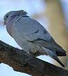 Pigeon colombin