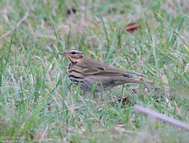 Pipit à dos olive1ère année, identification, marche, pêche/chasse, Comportement