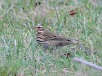 Pipit à dos olive