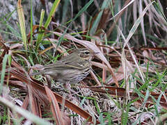 Olive-backed Pipit