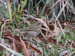 Pipit à dos olive