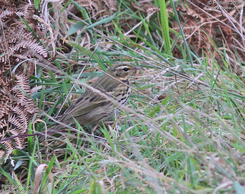 Pipit à dos olive