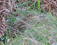 Pipit à dos olive