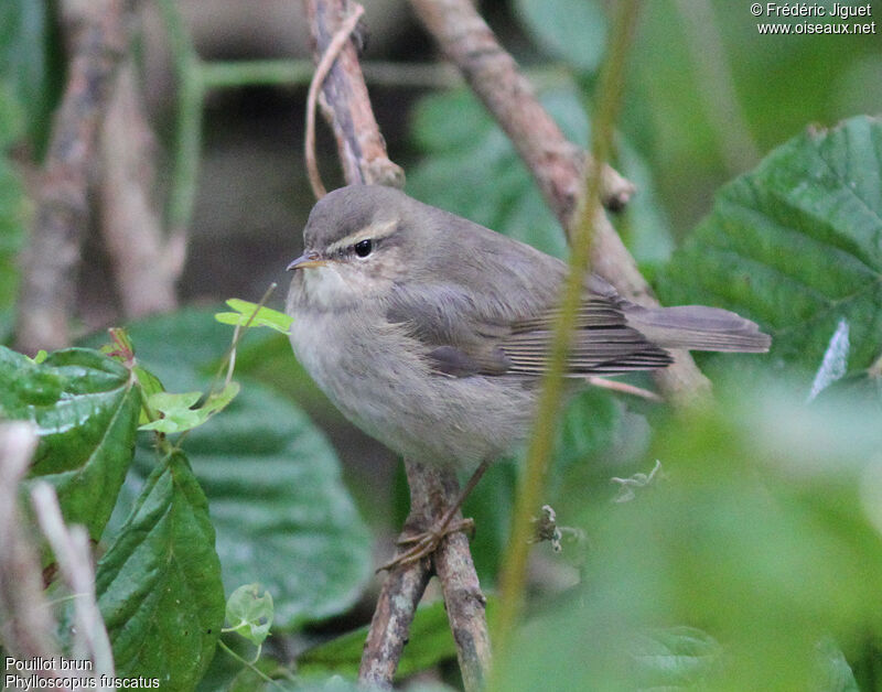 Dusky Warbler