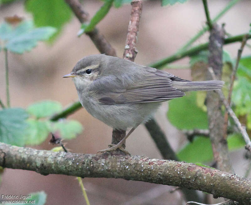 Pouillot brunadulte internuptial, identification