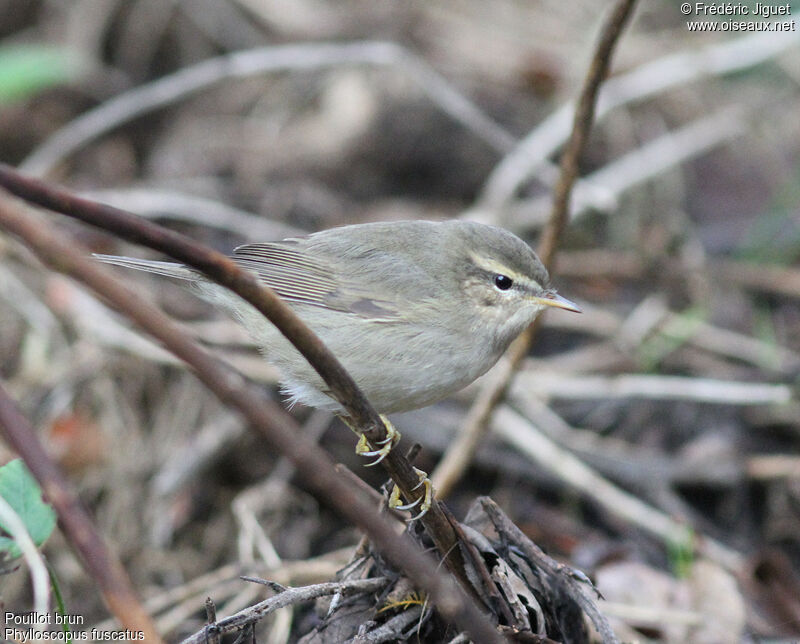 Pouillot brunadulte internuptial, identification