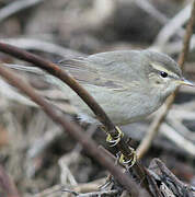 Dusky Warbler