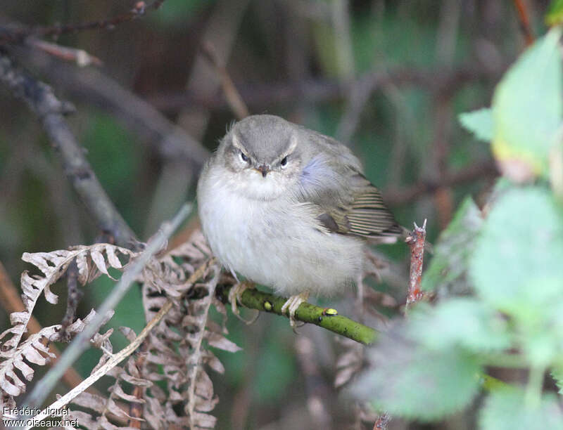 Dusky Warbler, close-up portrait