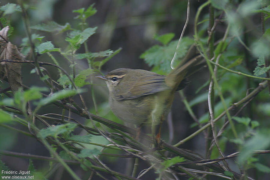 Radde's Warbler, habitat, pigmentation, Behaviour