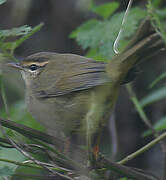 Radde's Warbler