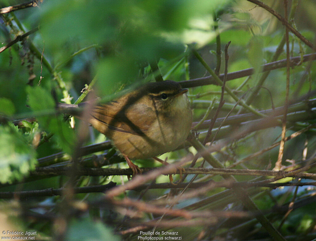 Radde's Warbler