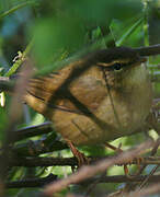 Radde's Warbler