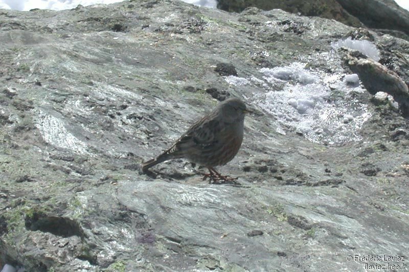 Accenteur alpinadulte