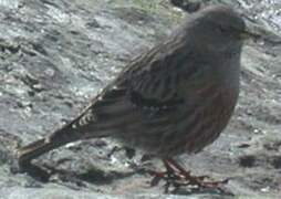 Alpine Accentor