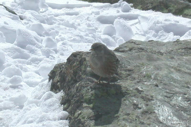 Alpine Accentoradult