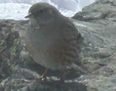 Alpine Accentor