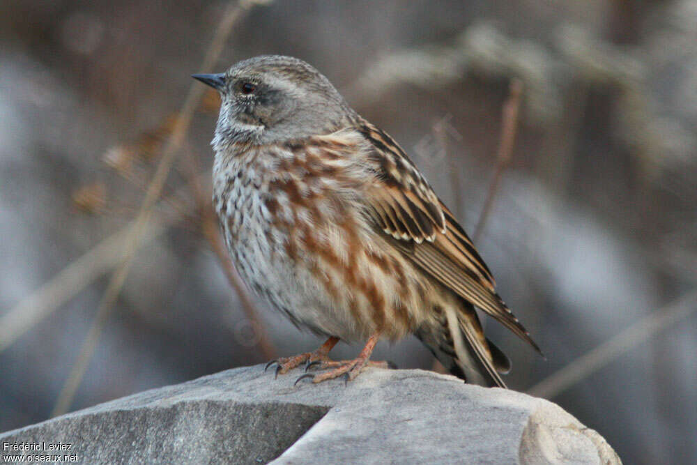 Accenteur de l'Himalayaadulte, identification