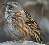 Altai Accentor