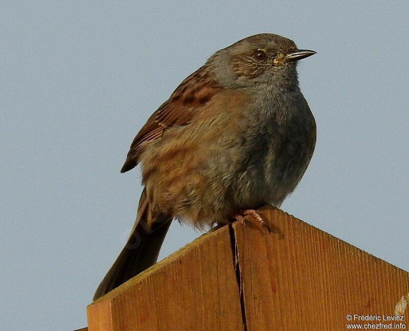 Dunnock, identification, close-up portrait