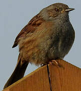 Dunnock