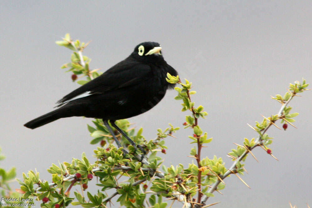 Ada clignot mâle adulte, identification