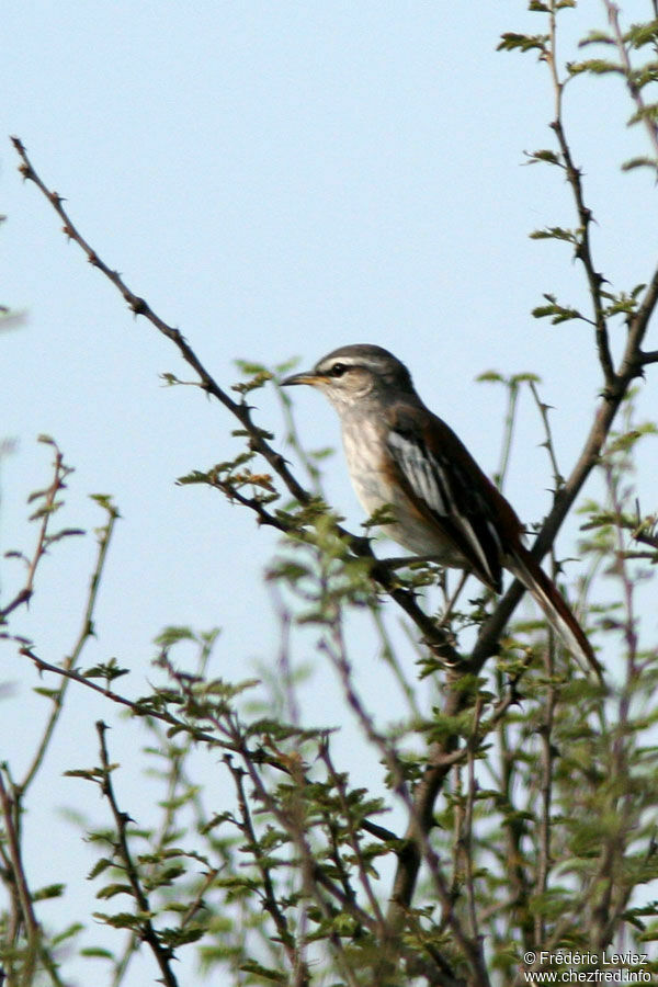 White-browed Scrub Robinadult