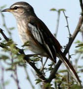 White-browed Scrub Robin