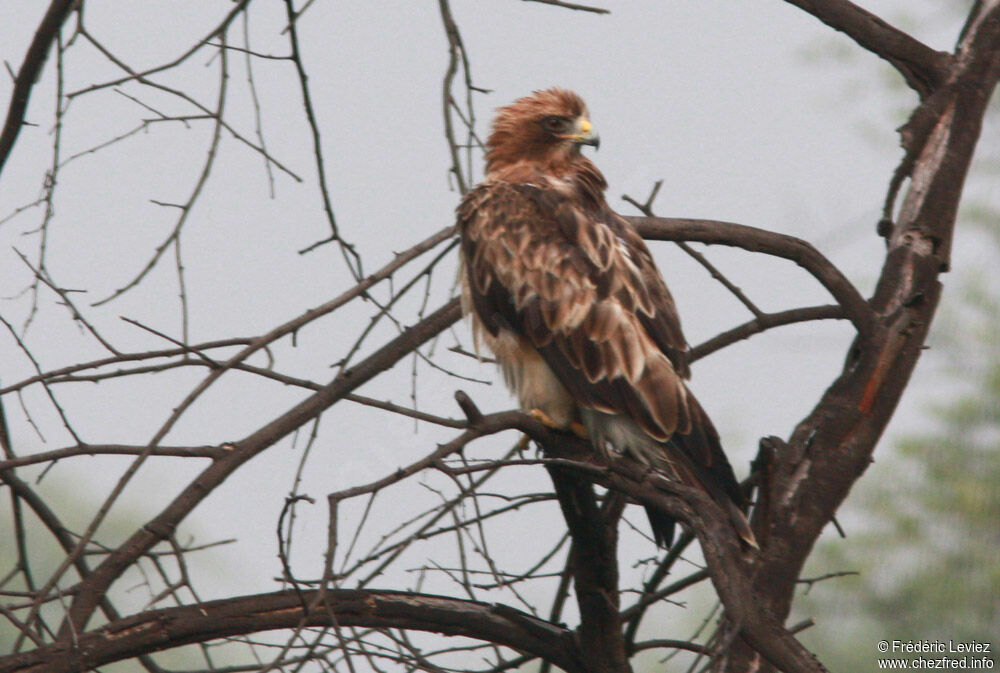 Aigle botté, identification