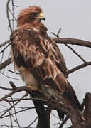 Booted Eagle