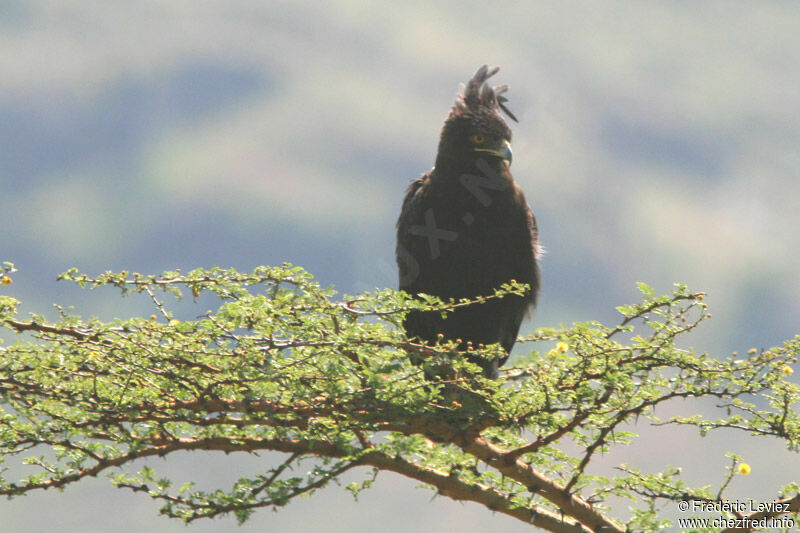 Long-crested Eagleadult