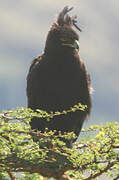 Long-crested Eagle