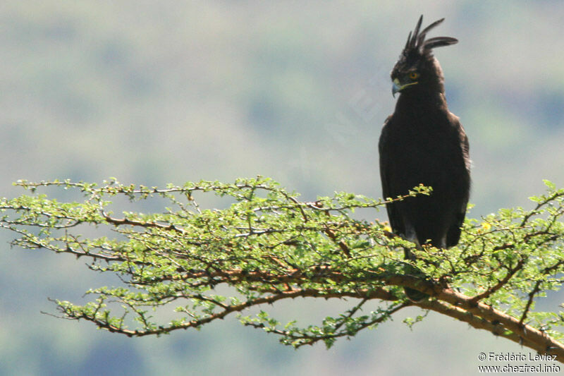 Long-crested Eagleadult