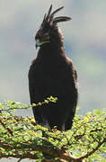 Long-crested Eagle