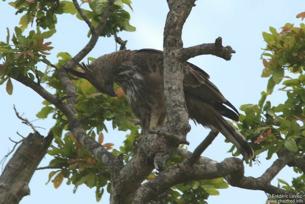 Aigle huppé, identification