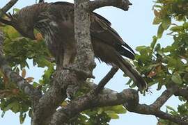 Changeable Hawk-Eagle