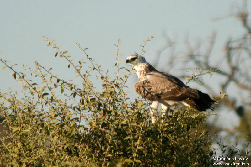 Aigle martialadulte