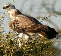 Martial Eagle