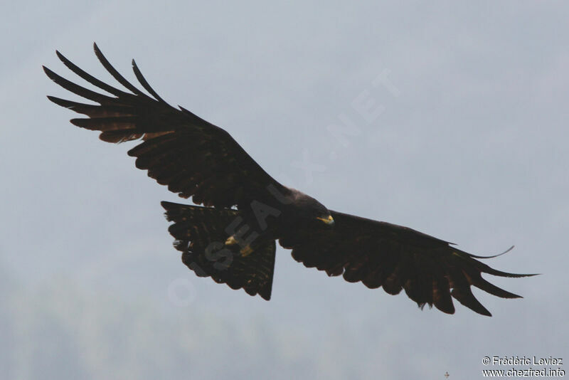 Black Eagle, Flight