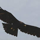 Aigle noir