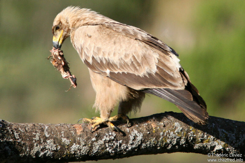 Aigle ravisseuradulte