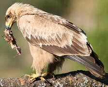 Aigle ravisseur