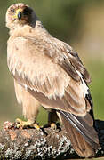 Tawny Eagle