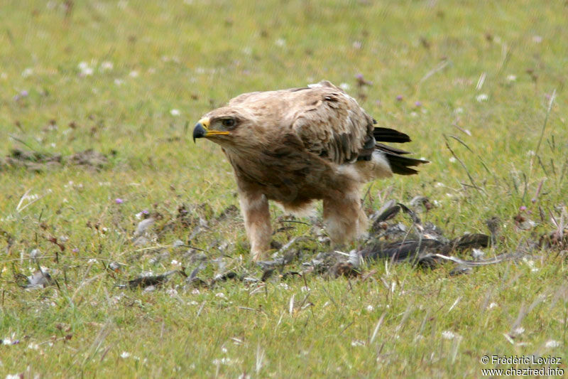 Aigle ravisseuradulte