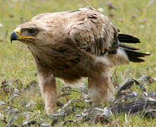 Tawny Eagle