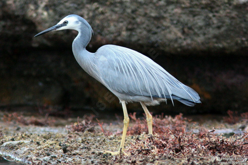 Aigrette à face blancheadulte, identification