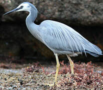 White-faced Heron