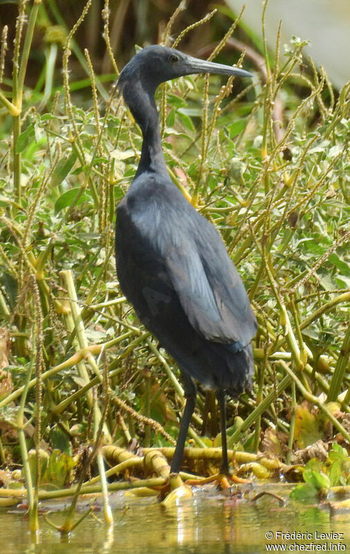 Black Heron, identification, close-up portrait